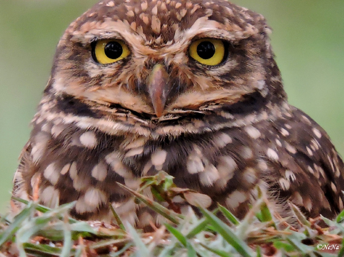 Looking at you!