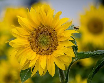 Sunflower