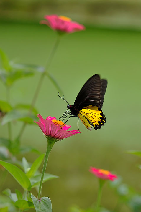 butterfly