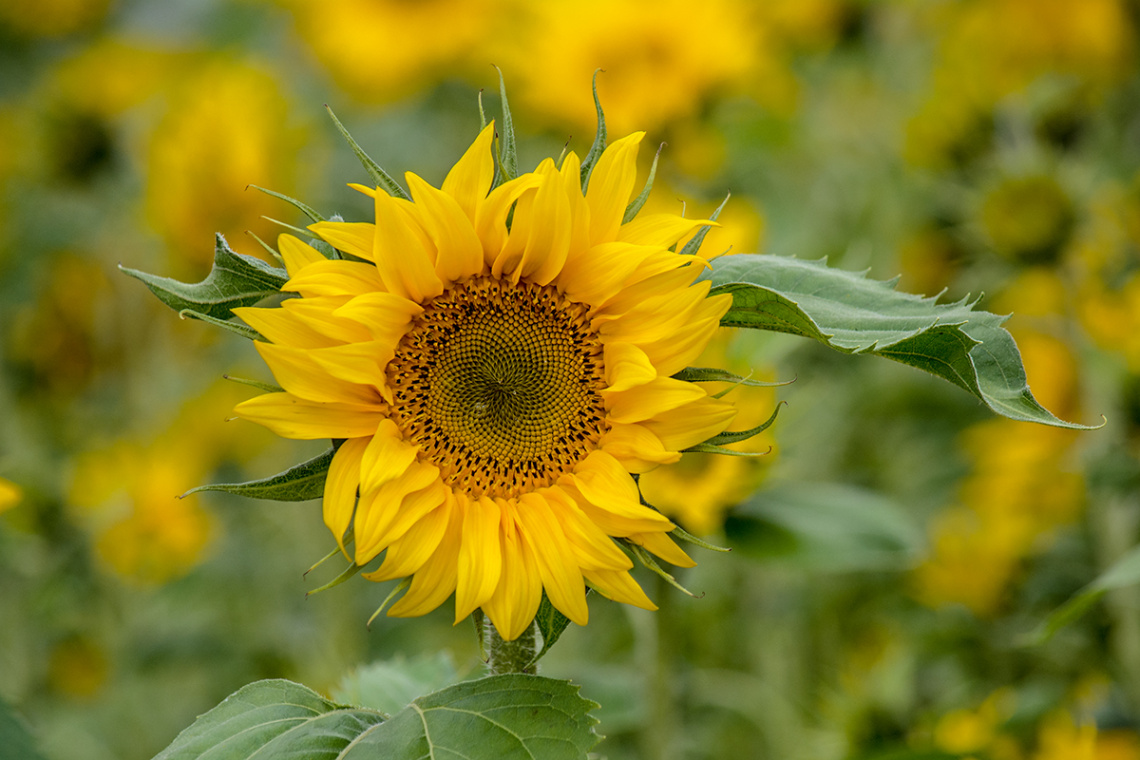 Sunflower