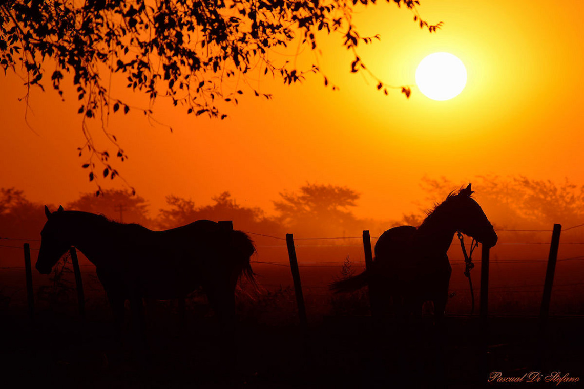 Horses at sunset
