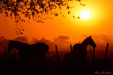 Horses at sunset