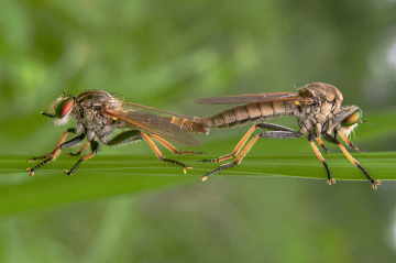 robberfly