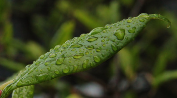 After rain