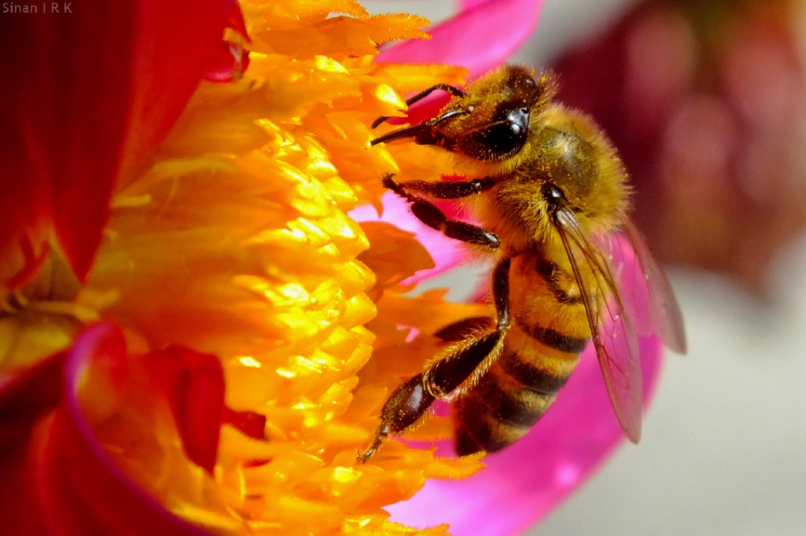 macro