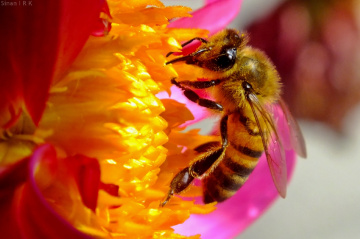 macro