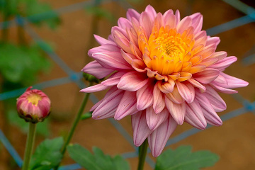 bud and bloom