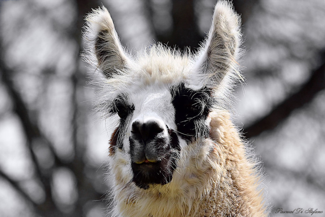 Llama