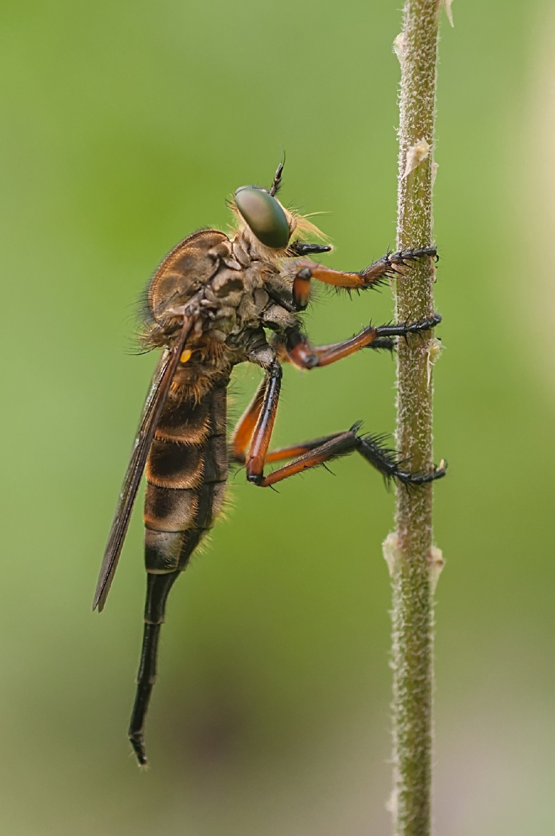 ROBBERFLY