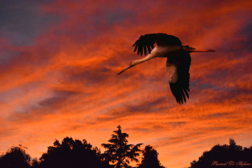 Flying in the sunset VI