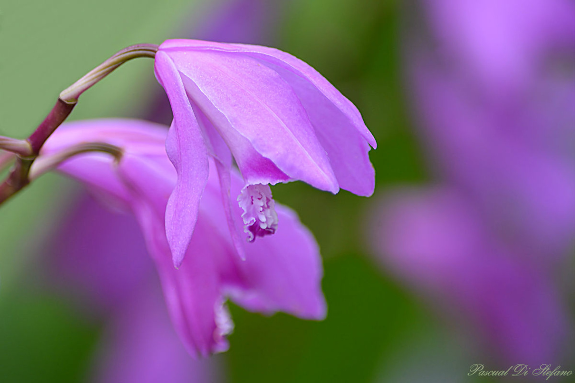 Orchid