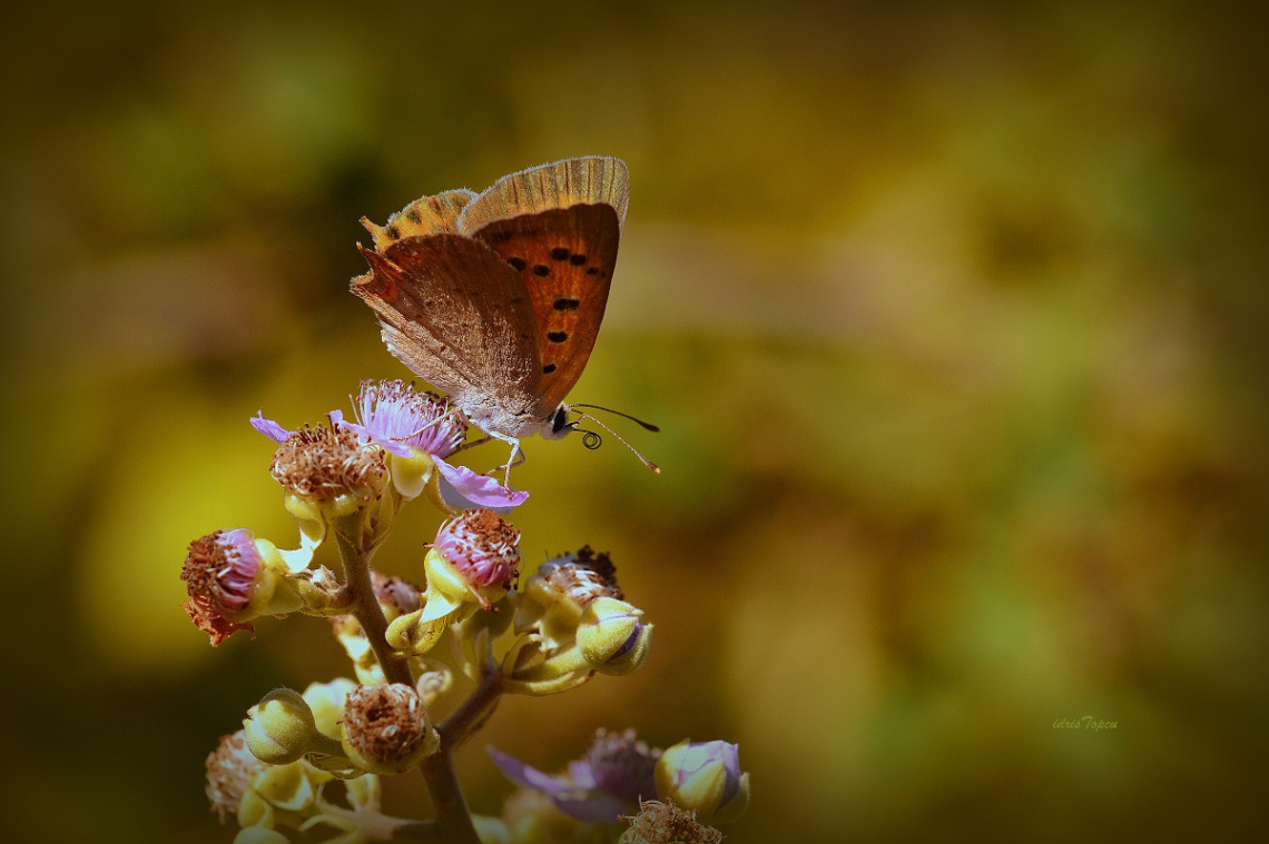 MİNİ MİNİ YAŞAMLAR (186) ...........
