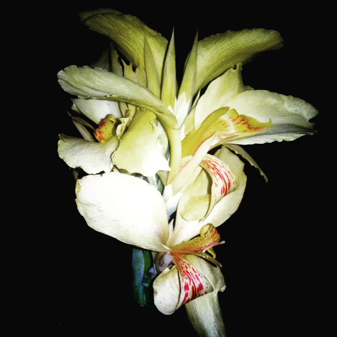 Gece ve çiçek