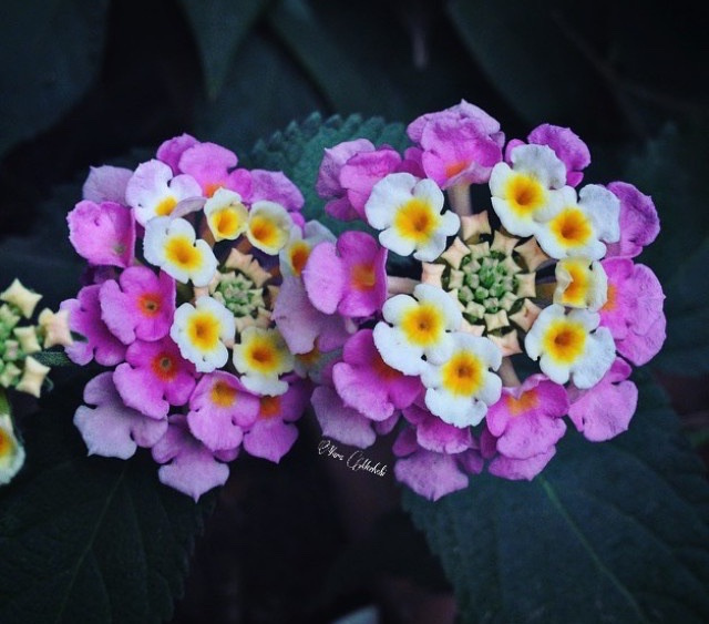 Lantana 