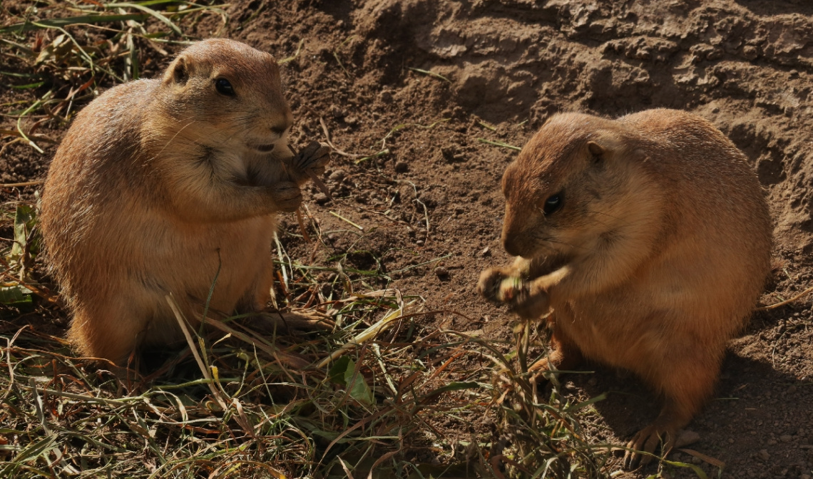 Black -tailed Praire Dogs