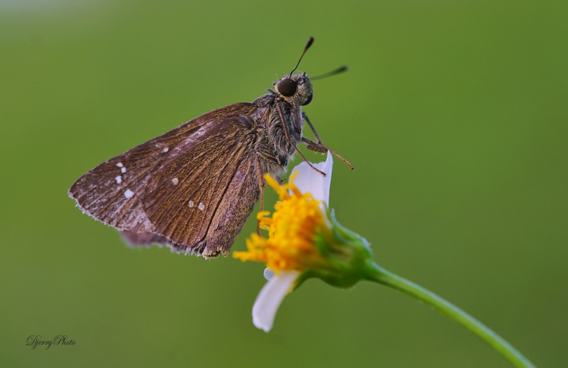Skipper