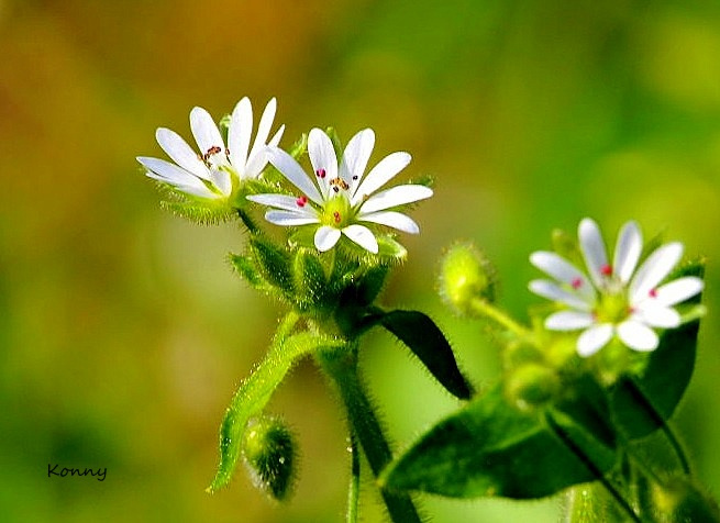 mini flowers.. 