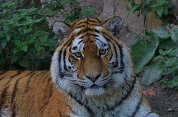 Amur Tiger