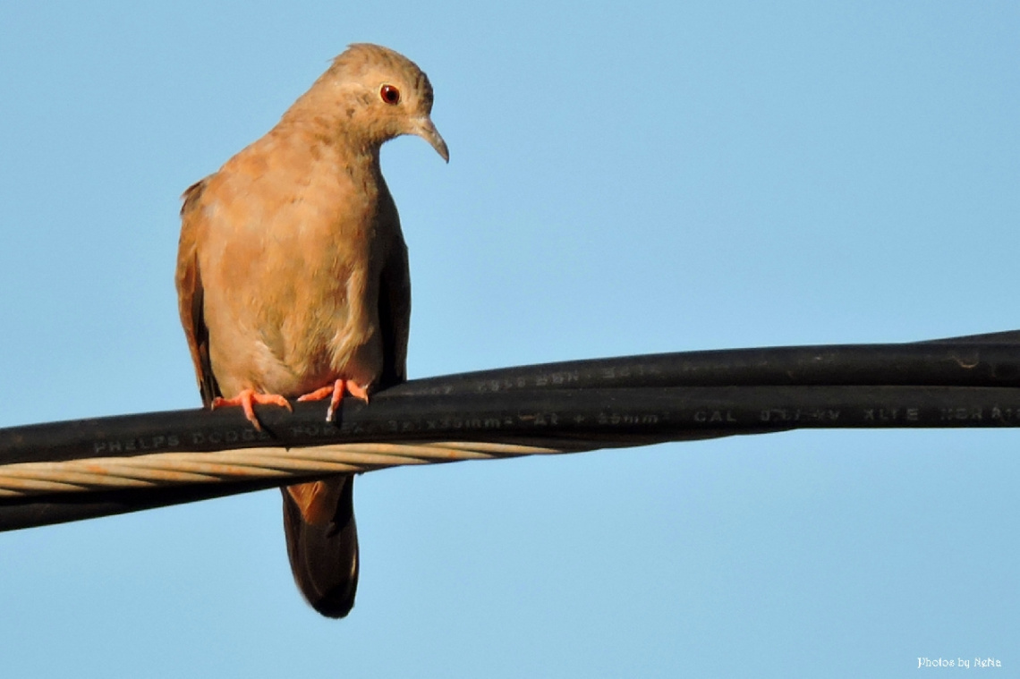 Birds in the city