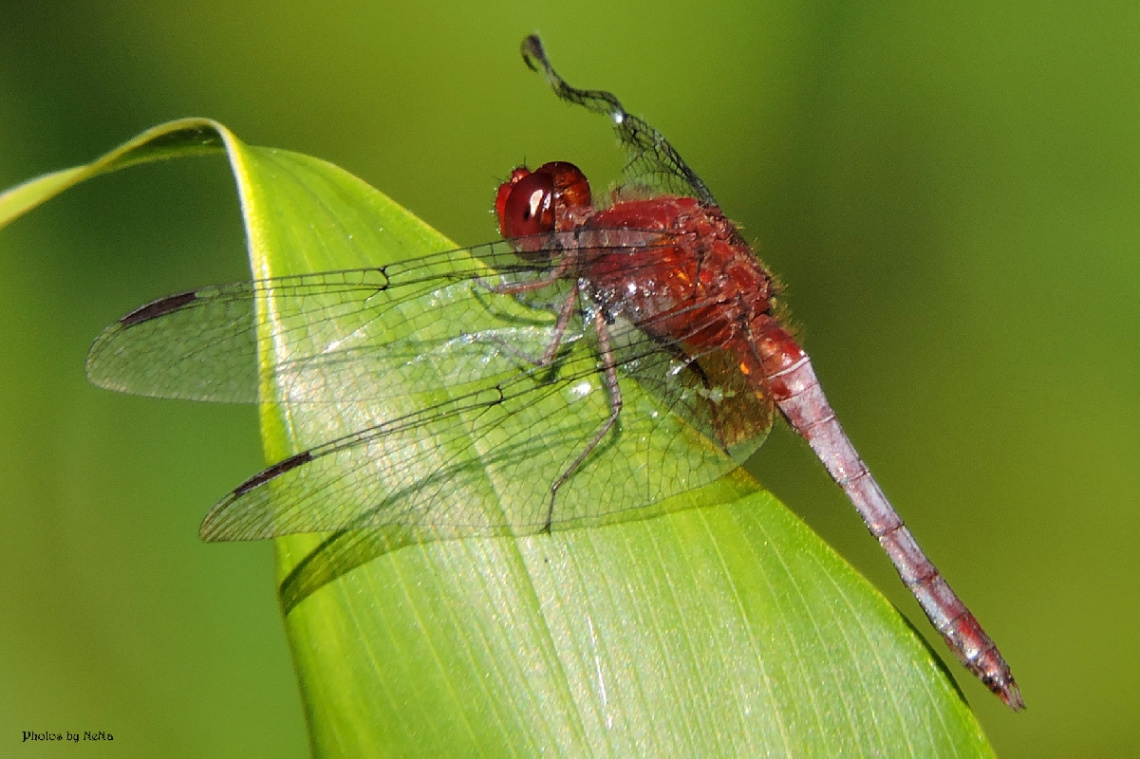 Red Dragonfly II