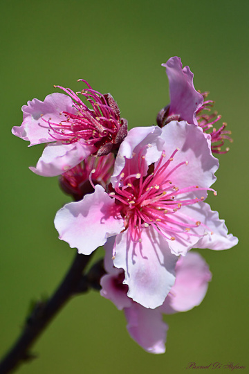 Peach blossom