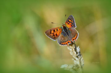MİNİ MİNİ YAŞAMLAR (189) ...........