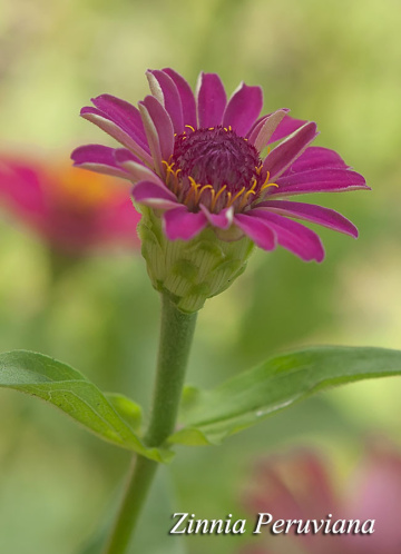 zinnia peruviana