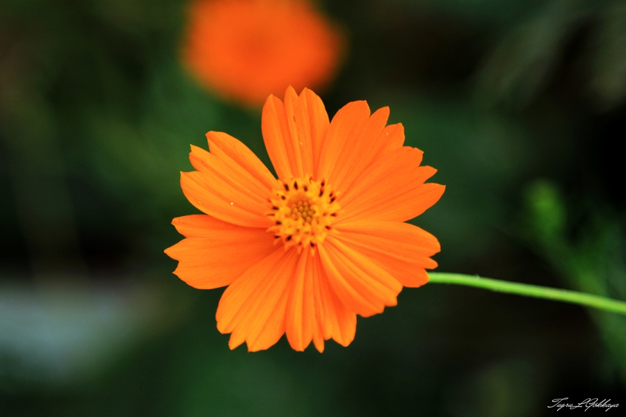 Turuncu Cosmos