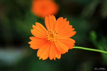 Turuncu Cosmos