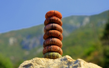 Deniz Kestaneleri 2