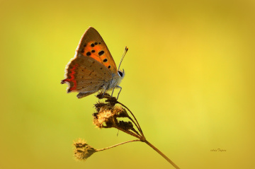 MİNİ MİNİ YAŞAMLAR (190).......