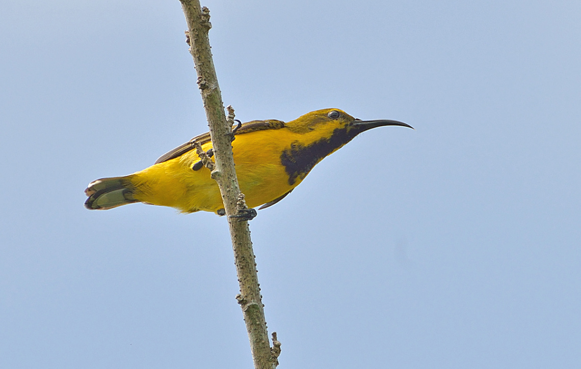 Sunbird