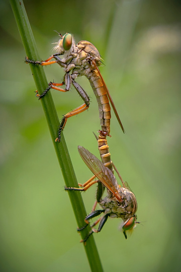 ROBERFLY METTING
