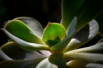 First Morning Light 