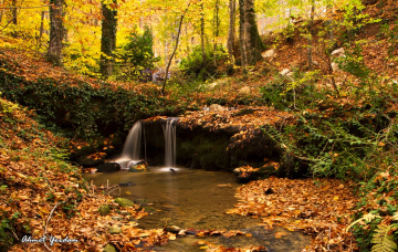 Sonbahar-Autumn
