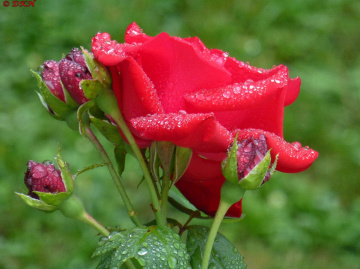 Red Rose (3)
