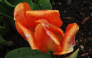 Orange drops...