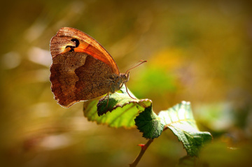 MİNİ MİNİ YAŞAMLAR (191) ...........