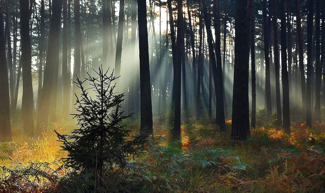 The morning rays