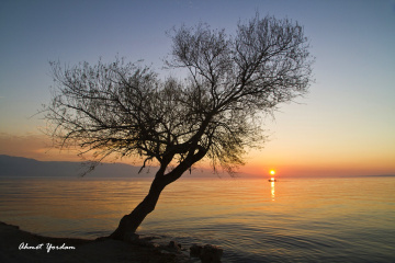Gölyazı