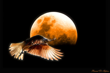 Flying under the blood Moon
