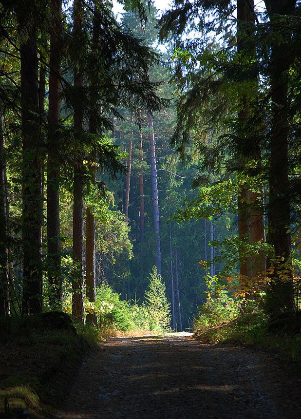 The forest road in Vidnawa - Czech Republic