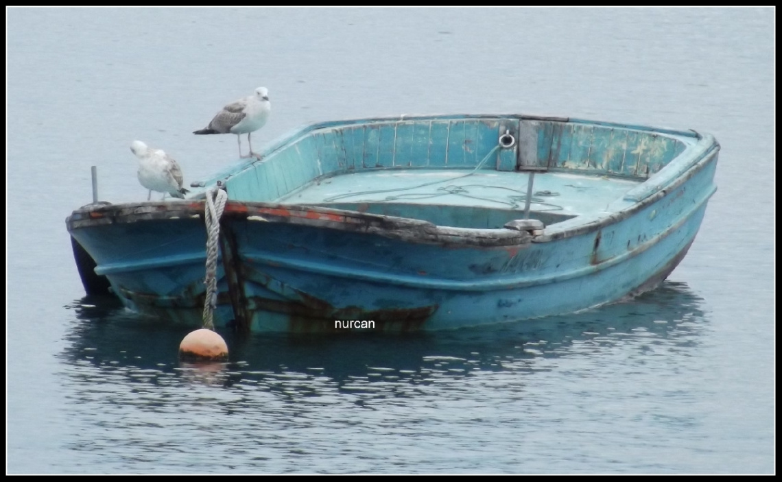 martı ve sandal