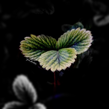 Strawberry leaves