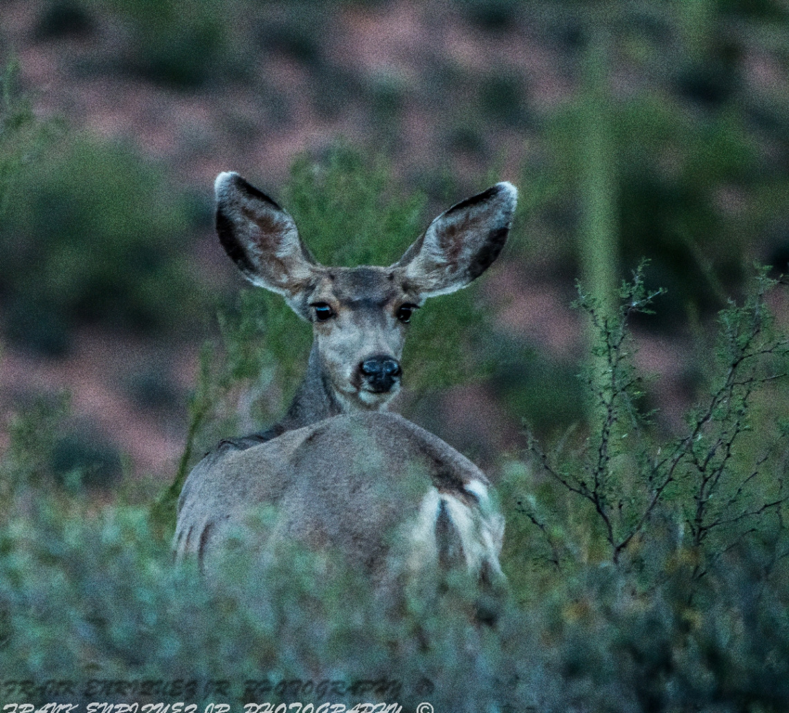 Arizona Mule Deer Up Close  10/15