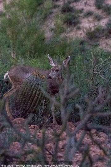 The Most Beautiful Mammal I Have Ever Seen  10/15