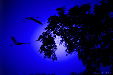 Dream in blue II