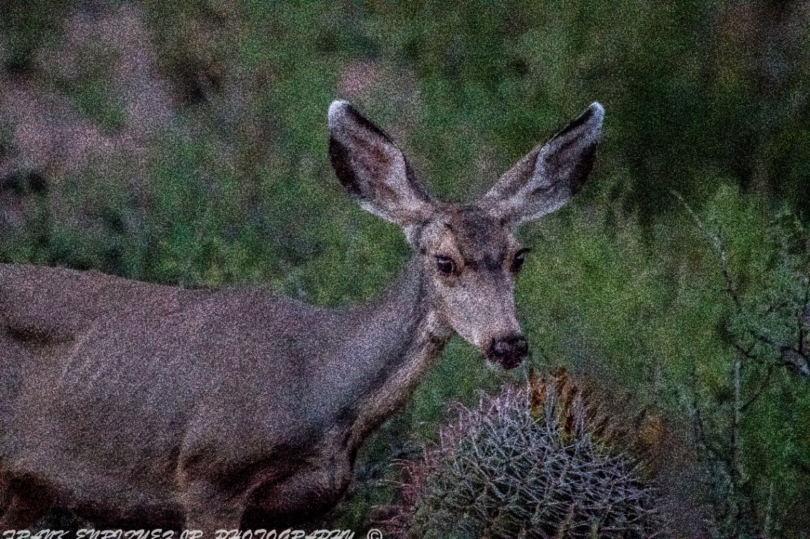 Arizona Mule Deer Up Close  10/15