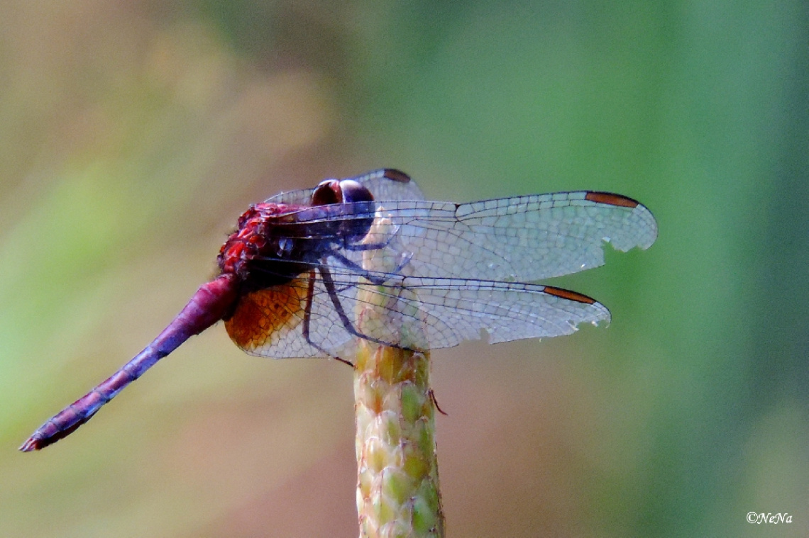 Red Dragonfly III