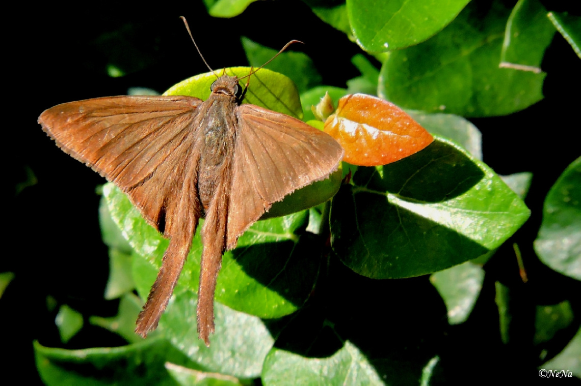 Mariposa II
